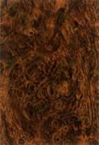 Elm Burl